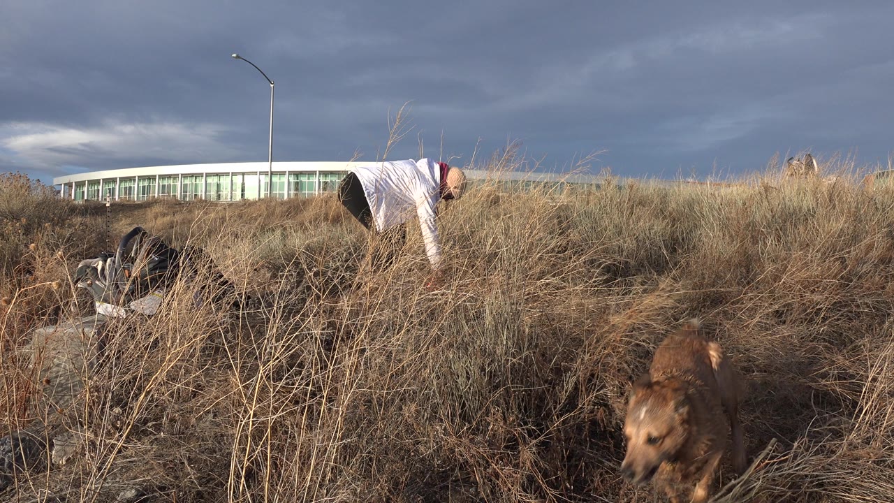 The woman stays low in the dry grass as the brown dog moves across the lower foreground, with a long glass building and streetlight behind them in Westminster, Colorado.