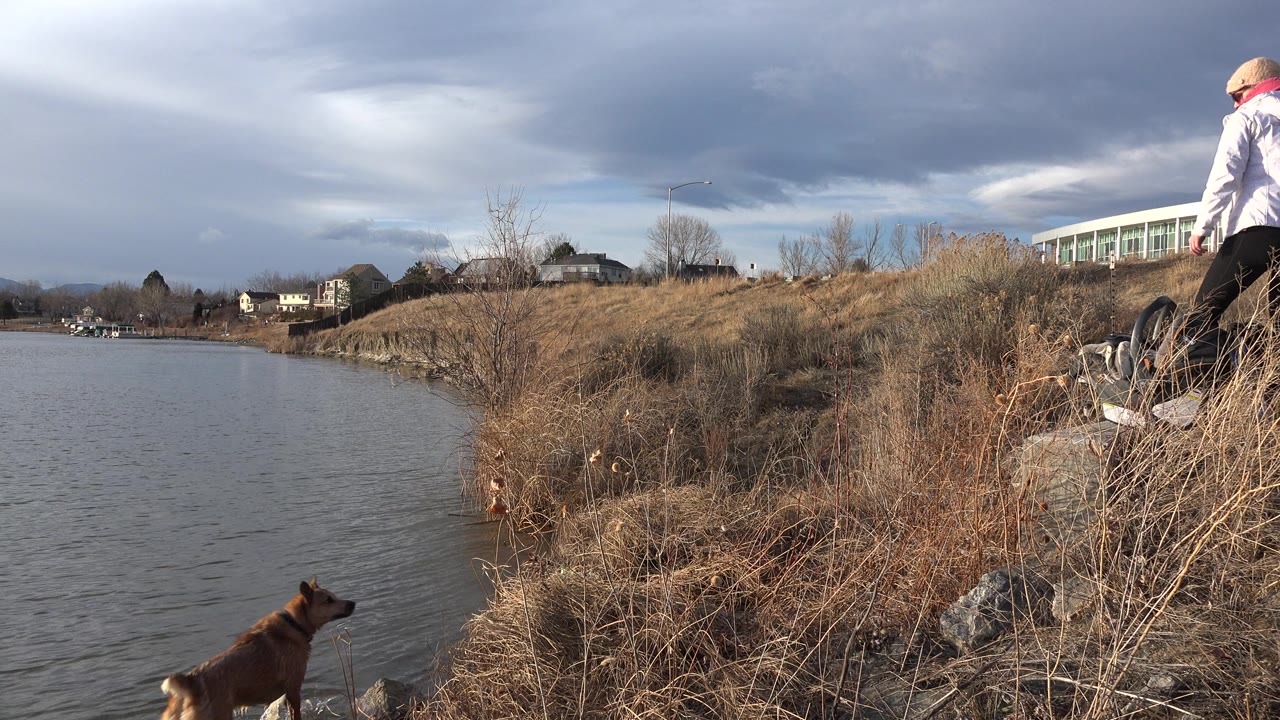 Brown dog on lakeshore looking toward a person with a red ball.