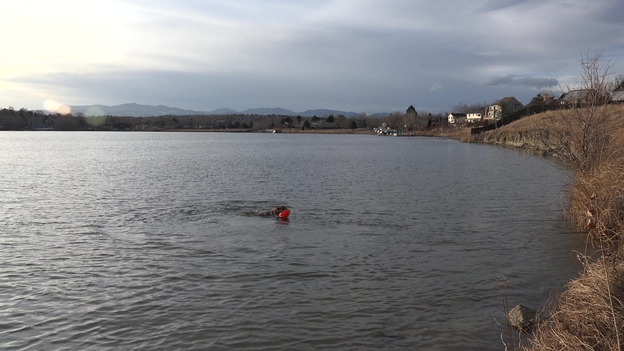 Dog in a lake near a red frisbee with grassy shoreline at right.