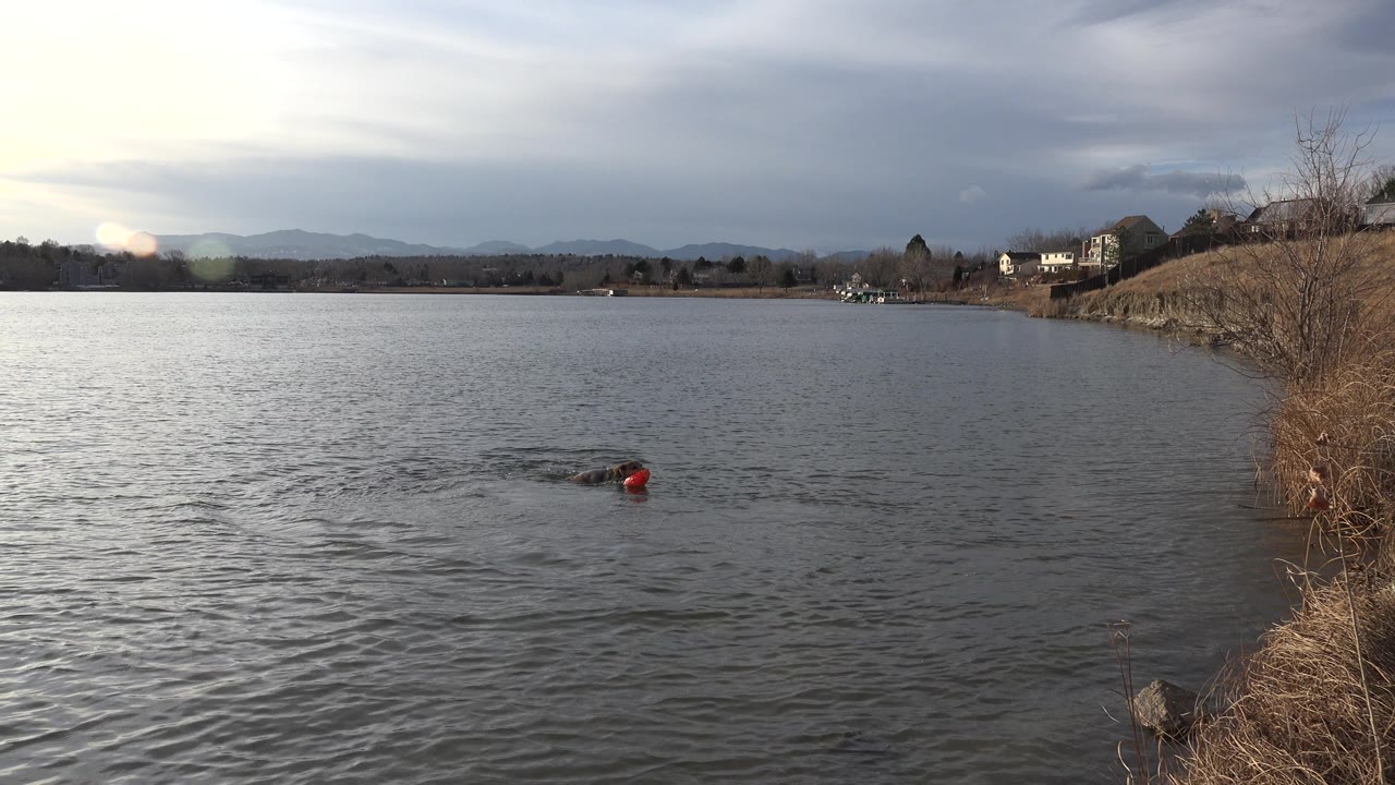 The dog swims through rippled water toward the red frisbee in Westminster, Colorado, while the right shoreline, distant houses, low hills, and heavy cloud cover remain visible.