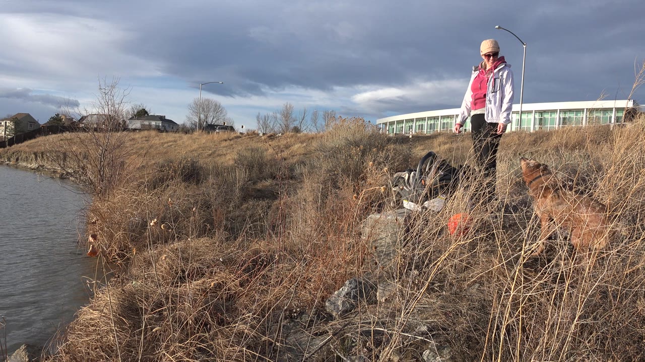A brown dog stands in dry grass beside water in Westminster, Colorado, with an adult in a pink vest and white jacket visible near rocks and low buildings in the background.
