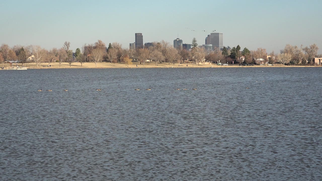 Wide Westminster, Colorado lake view with rippled water in front, small birds across the middle, a tree-lined shore, distant tall buildings, and no visible people.