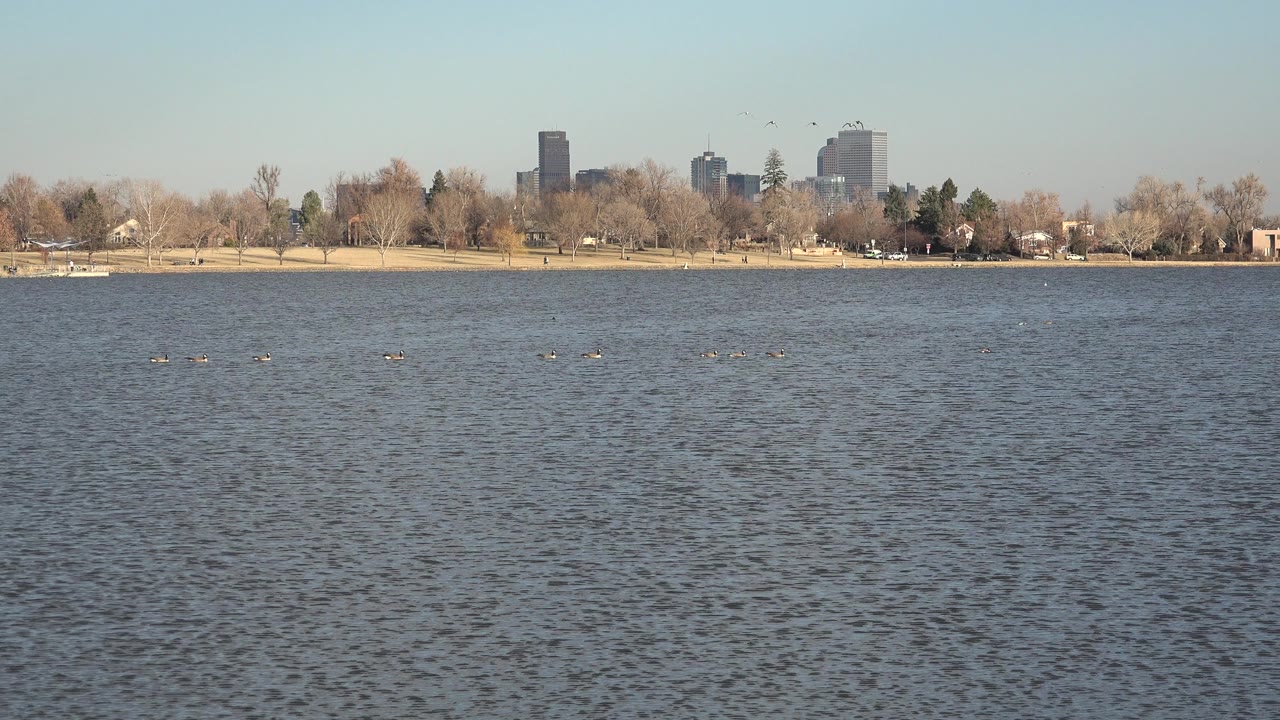 Westminster, Colorado lake scene with low ripples, scattered birds slightly left of center, bare shoreline trees, distant buildings, and no visible people.
