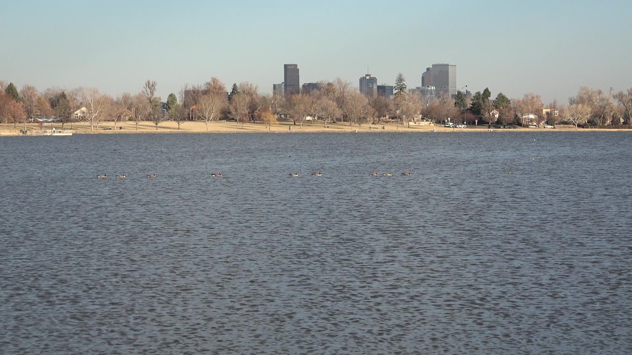 Lake surface with small birds and distant city buildings