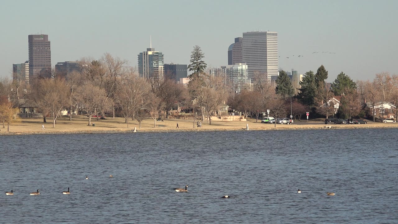 Wide park lake view with birds, shoreline trees, and distant skyline.