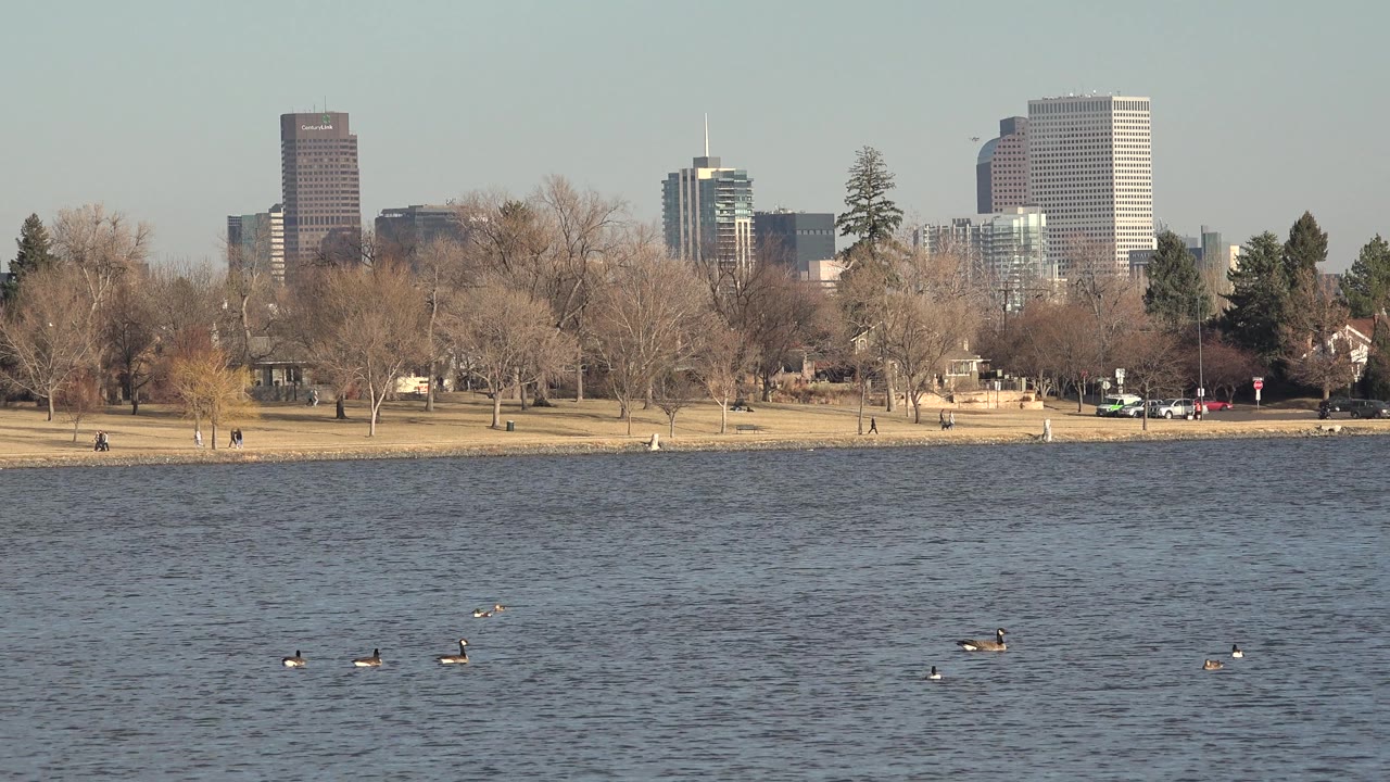 Scattered ducks swim on lake water with skyline and trees in back.