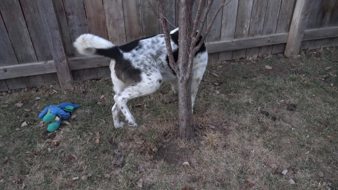 A black-and-white dog stands partly behind a small leafless tree in a Westminster, Colorado backyard with patchy grass, wooden fence, scattered toys, and no visible people.
