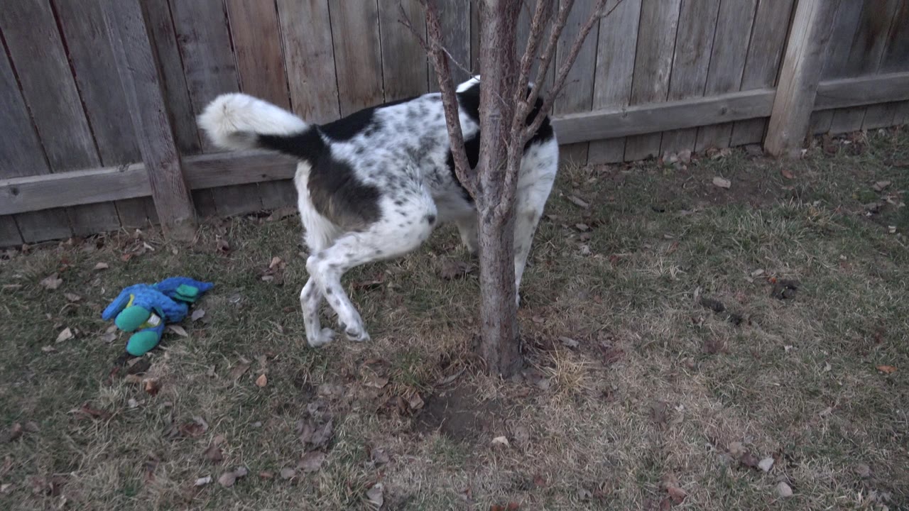 A speckled black-and-white dog lifts a hind leg beside the small tree in the Westminster backyard, with a wooden fence, grass, yard toy, and no visible people.