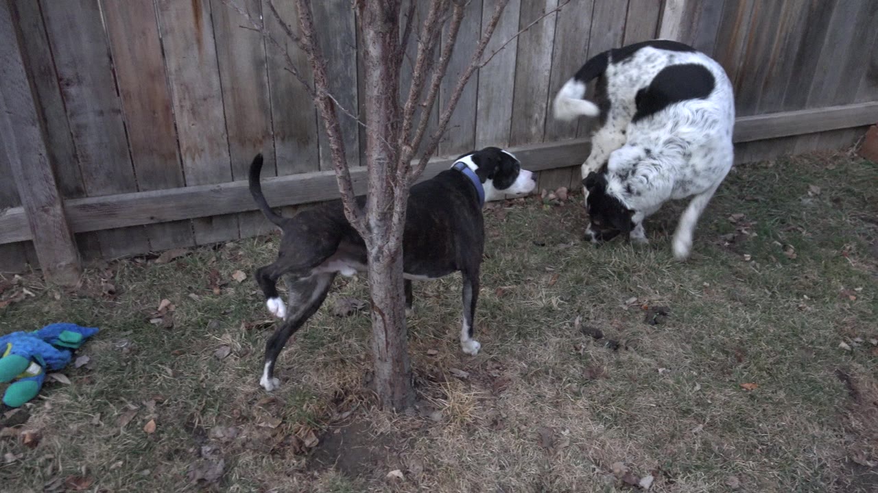Two dogs near bare trees and a wooden backyard fence.