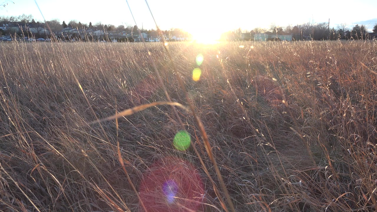 Low sun over tall dry grass in an open field.