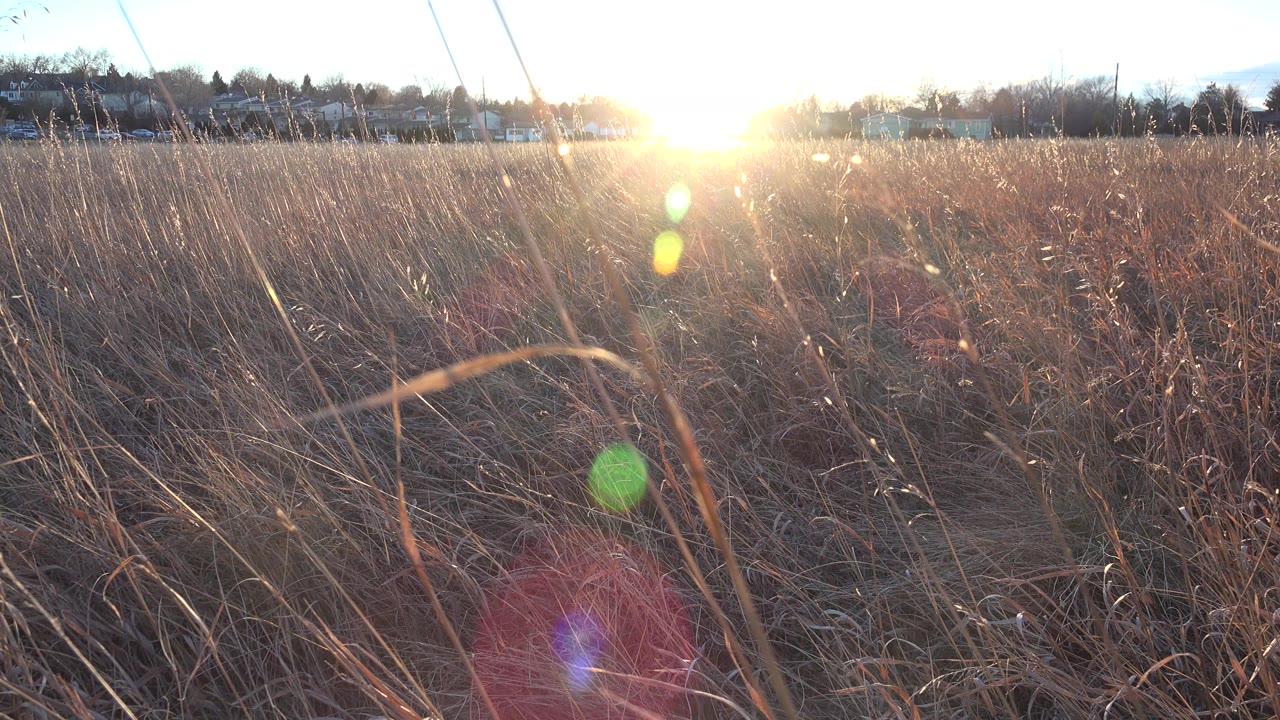 Second frame shows the same Westminster field from ground level, with upright grass stems catching sunlight, green and red lens flare, a tree line, and no visible people.