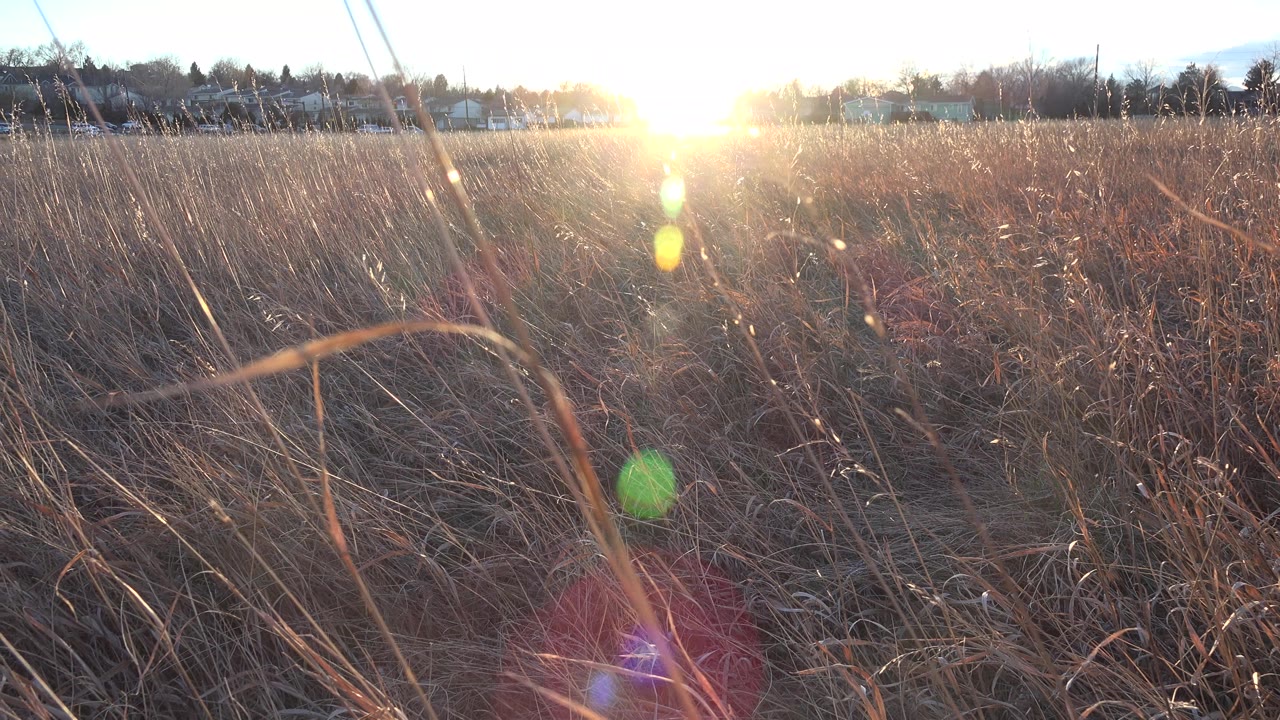 Dry Westminster, Colorado weeds fill the frame as low sun flares above distant houses, with no visible people.