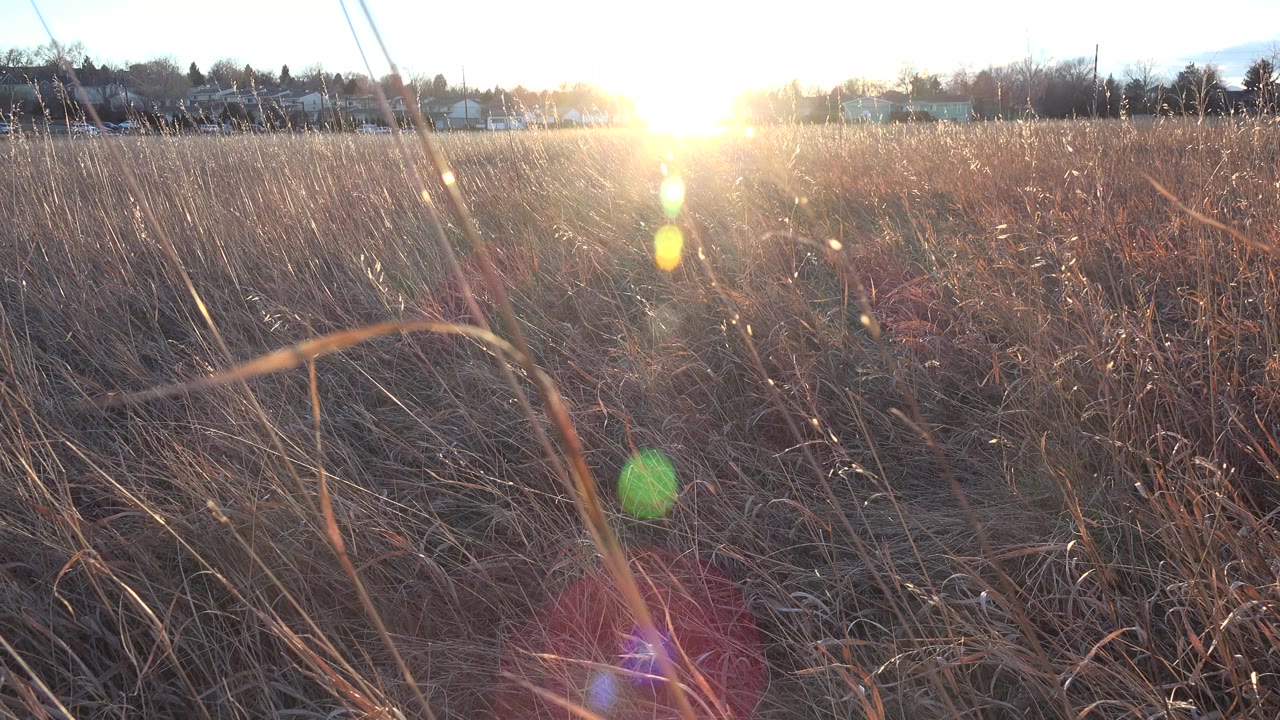 Tall brown weeds in Westminster catch strong sunset glare, with green lens flare dropping through the center and no visible people.