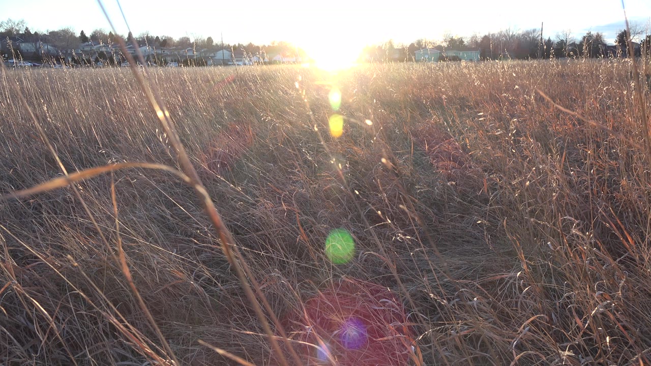 Backlit field weeds with a curved foreground stem and horizon houses.