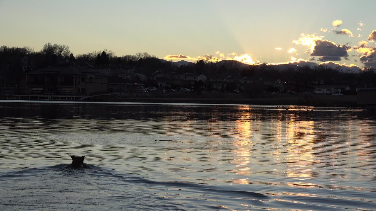 At 0:00, a small unidentified animal swims low in the foreground water in Westminster, Colorado, with bright sunset reflections and a dark shoreline behind it, no visible people.