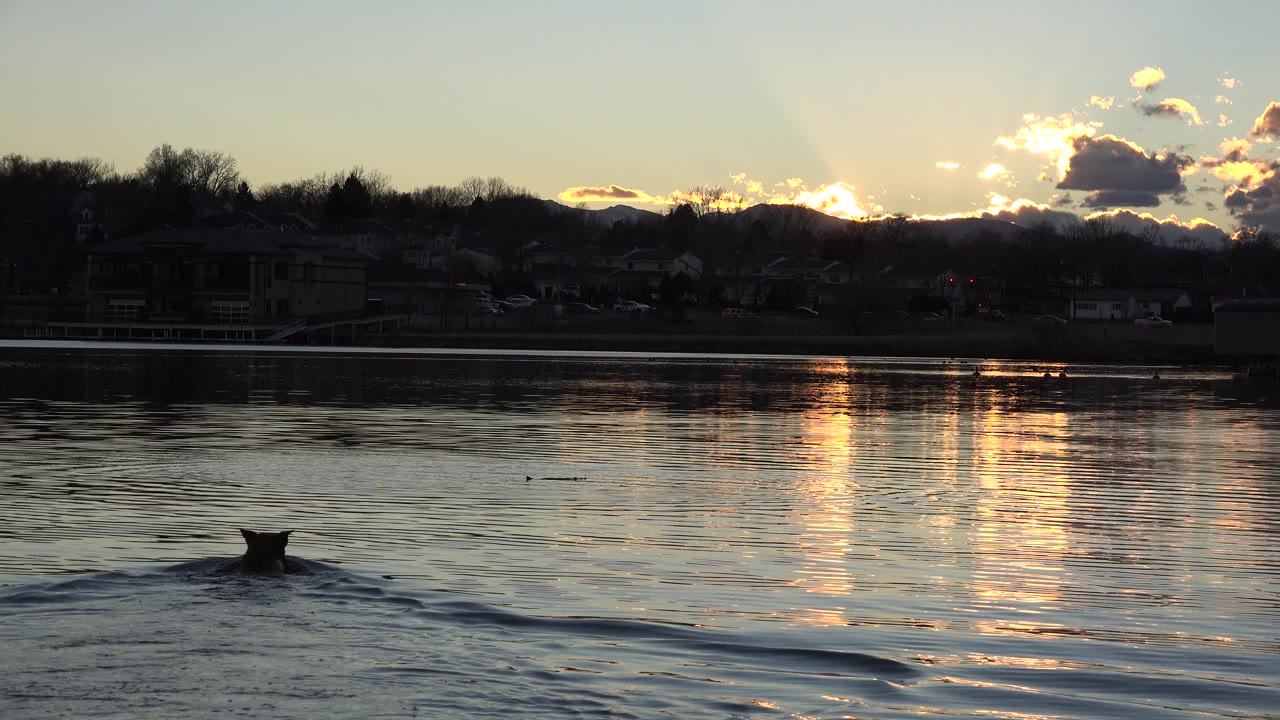 At 0:01, the unidentified animal sits nearer the lower center of the frame while its wake widens across the reflective lake surface in Westminster, Colorado, no visible people.