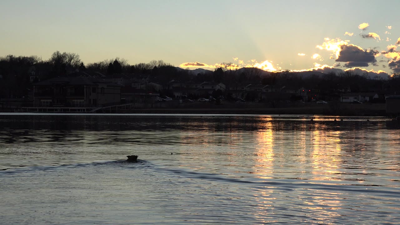 At 0:01 in Westminster, Colorado, the sunset reflection stretches down the water as a small dark object or animal sits near the lower center, with no visible people.