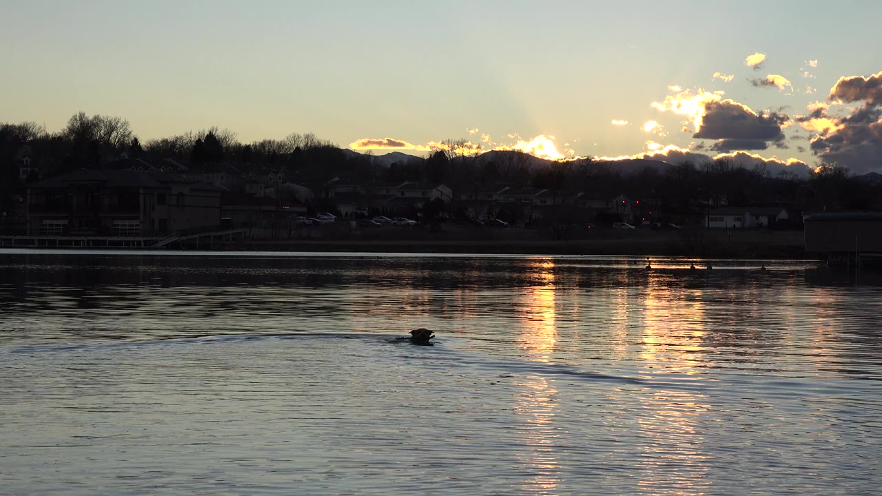 Dark dog swimming across a reflective river at sunset.
