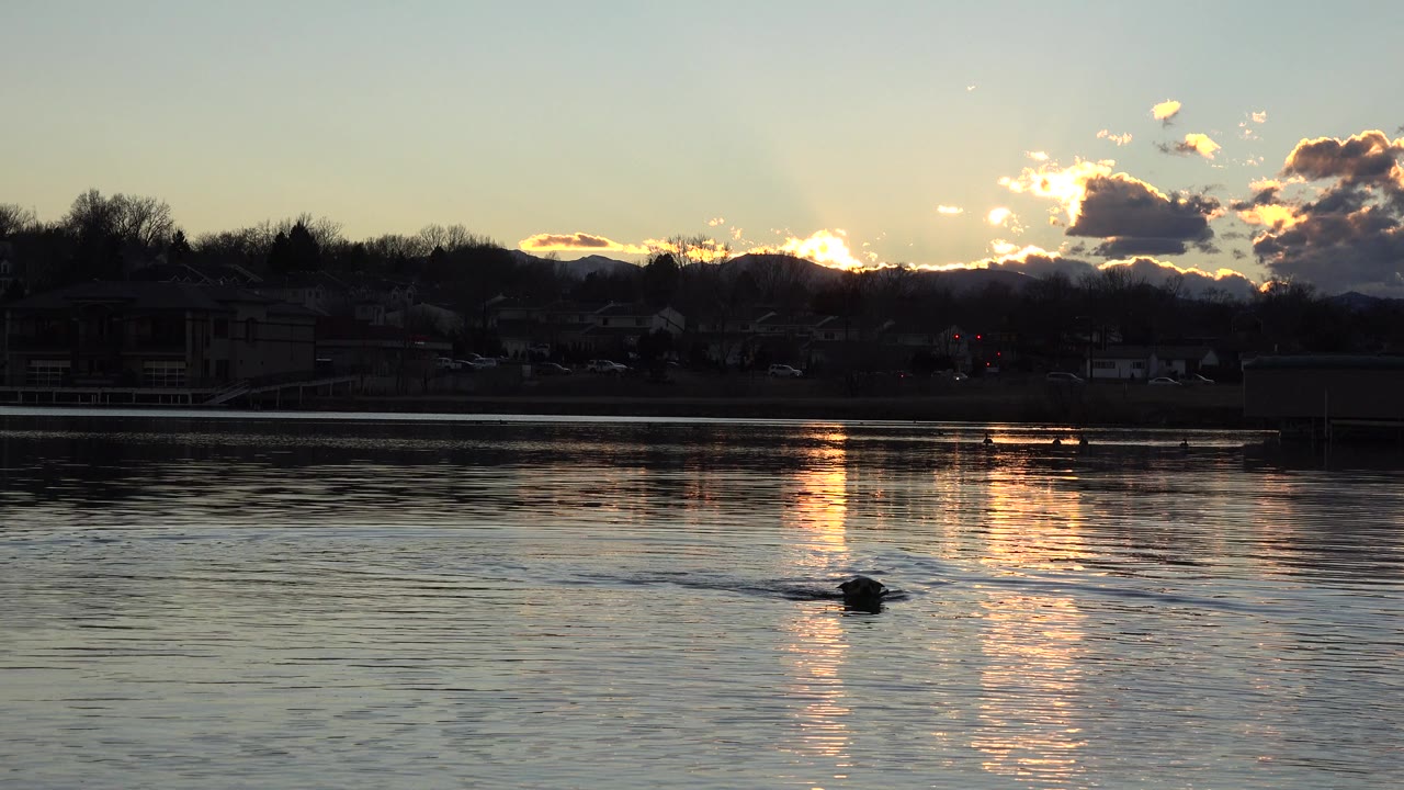 A small dark animal swims in the foreground water at sunset in Westminster, Colorado, with gold reflections on the lake and no visible people.