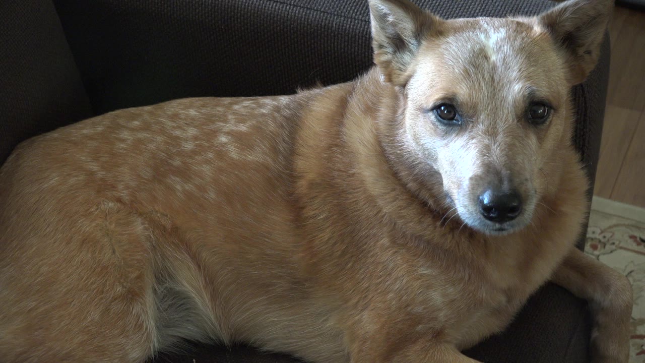Tan dog lying on a dark couch indoors.