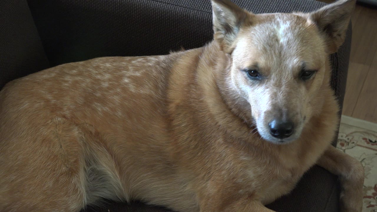 Brown dog lying on a dark couch and looking toward the camera.