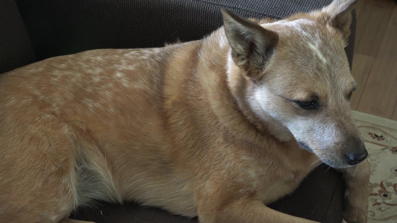 A brown dog lies across a dark cushion in Westminster, Colorado, with its head angled down and no visible people in the frame.