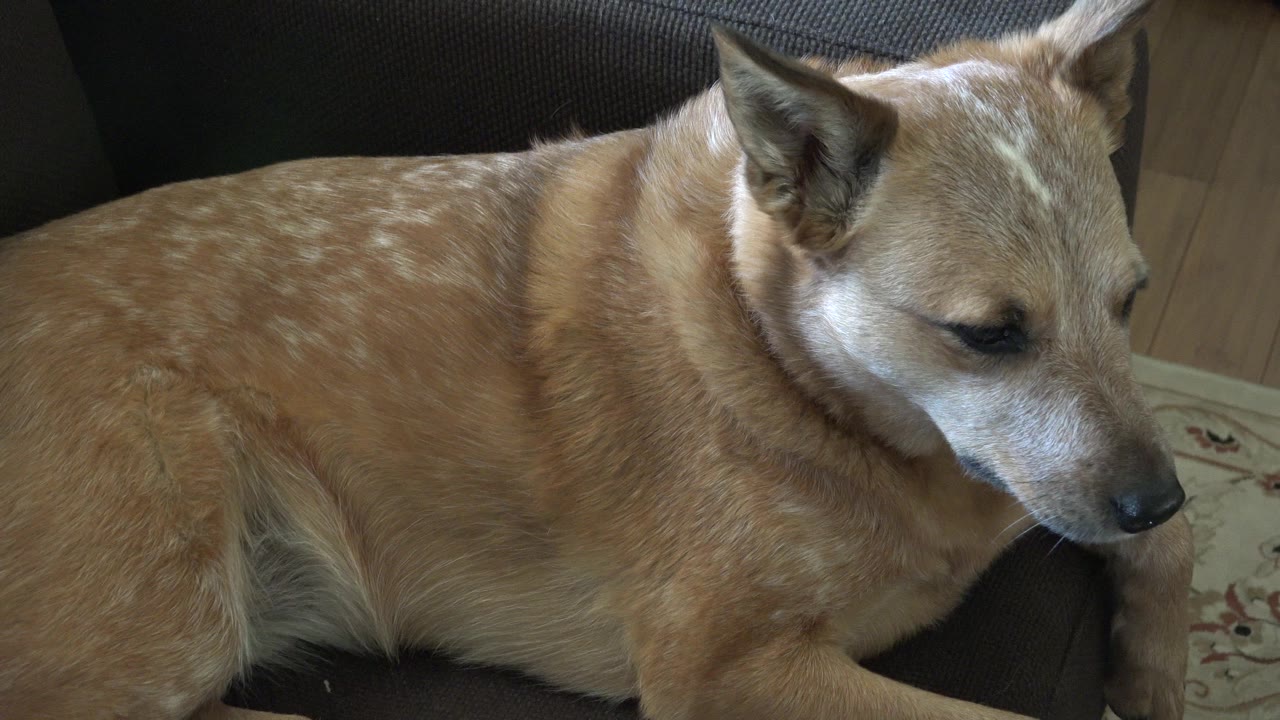 The dog remains stretched on the dark cushion in Westminster, Colorado, with its muzzle lowered toward the right side and no visible people.