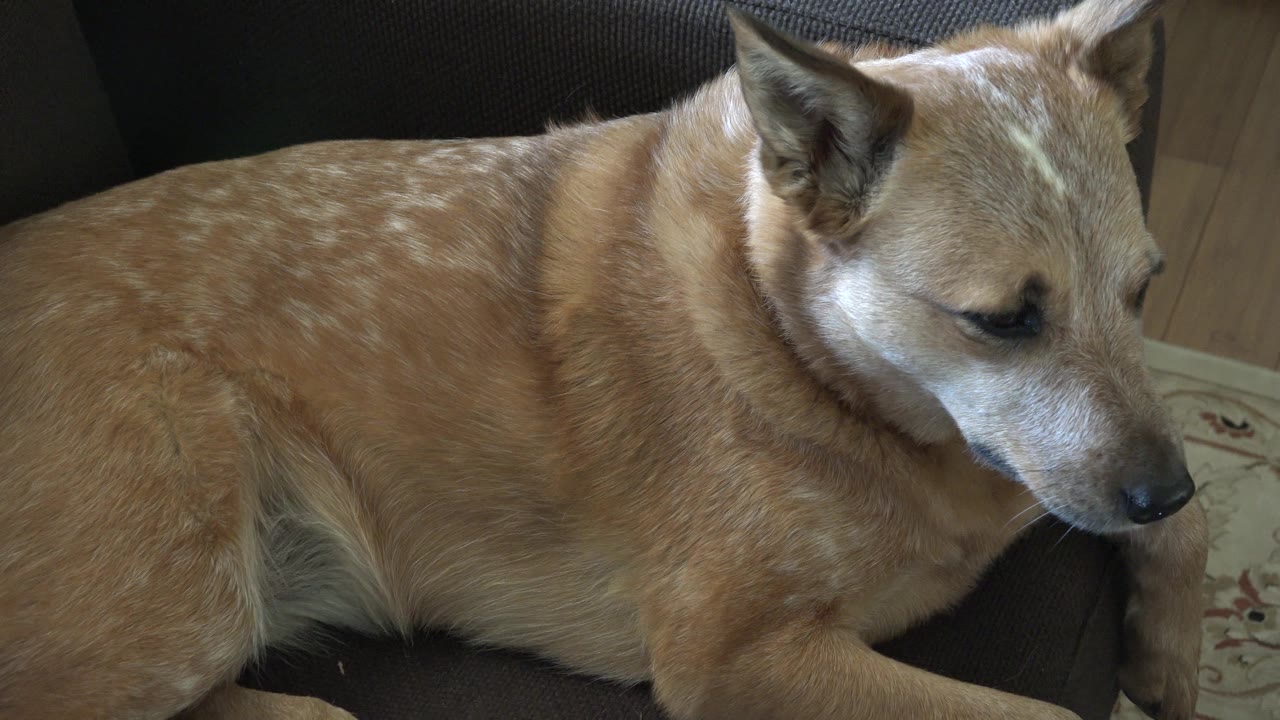 Close view of brown dog looking downward