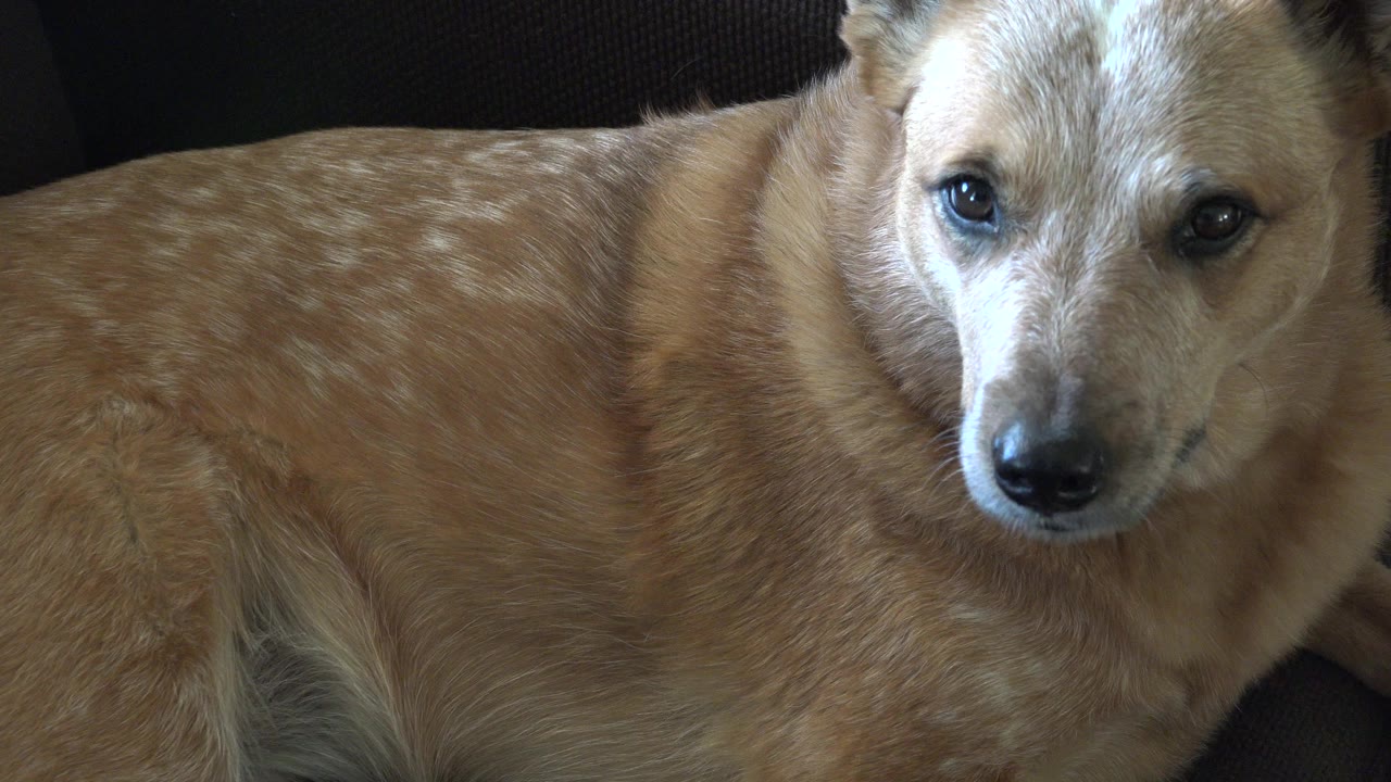 At 0:00, a tan dog with white spotting lies across a dark fabric seat in Westminster, Colorado, facing the camera with no visible people.