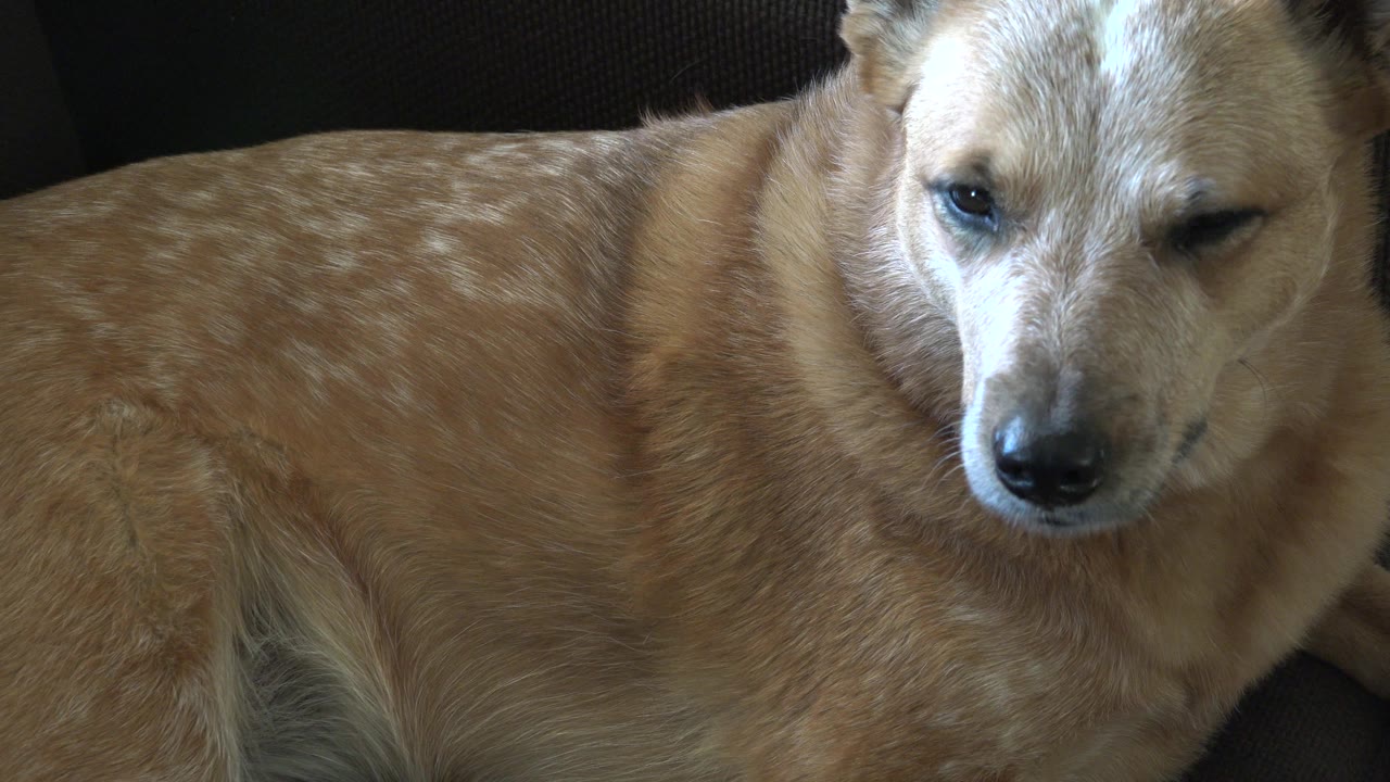Dog squinting on dark upholstered seat