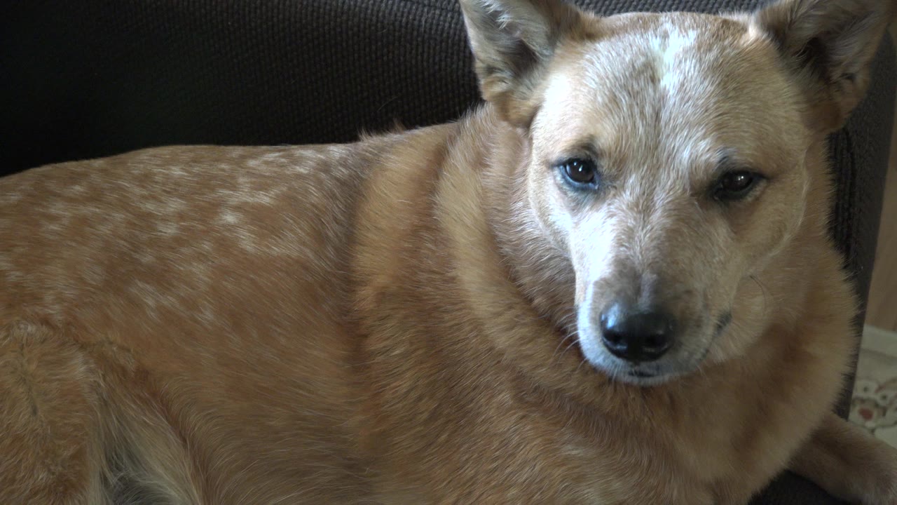 At 0:00, a caramel-colored dog lies across a dark sofa in Westminster, Colorado, with soft indoor light on its face and no visible people.