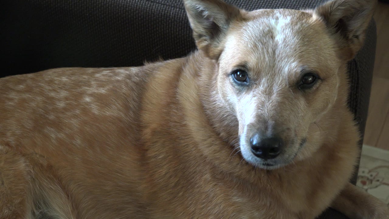 Caramel dog on a sofa with one eye more narrowed than the other.