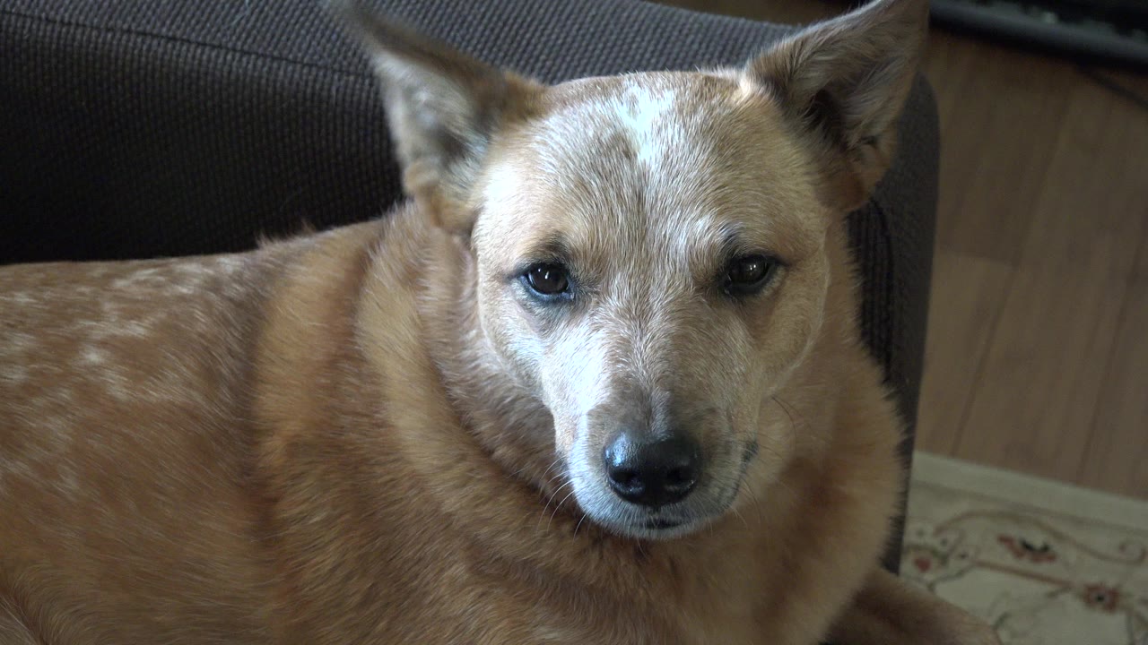 At 0:00, a tan medium-sized dog looks up toward the camera in a Westminster, Colorado indoor setting, with a dark seat behind it and no visible people.
