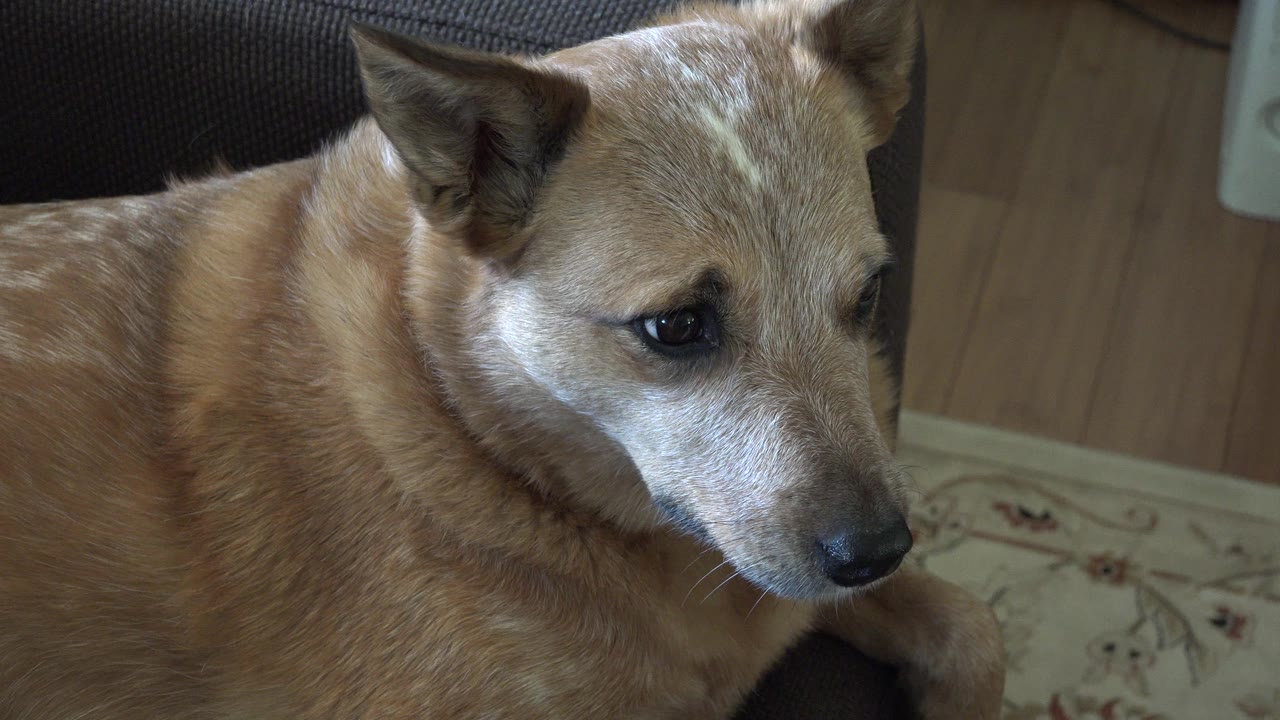 Large brown dog beside a sofa indoors.