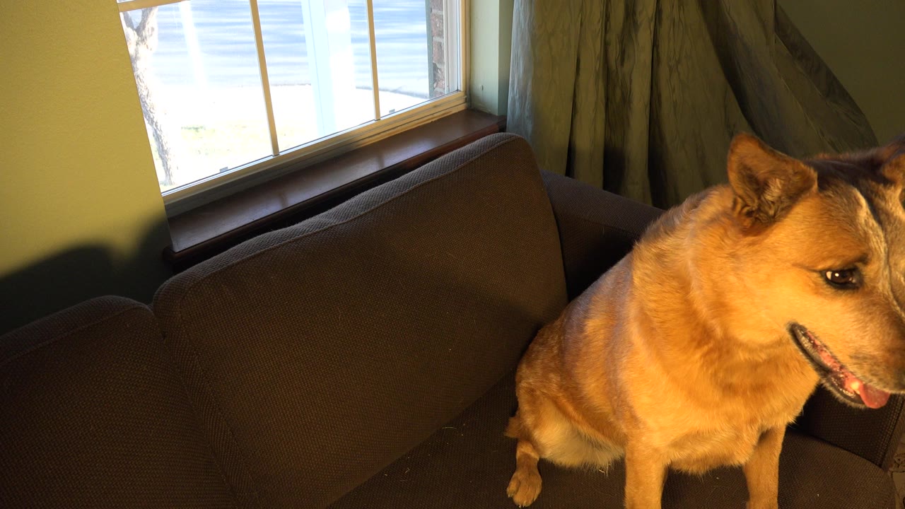 Tan dog sits on a dark couch near a bright window and curtains in a Westminster, Colorado home interior, with no visible people.