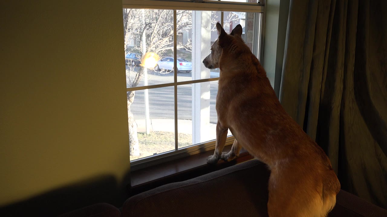 A brown dog stands with its front paws on a window ledge in a Westminster, Colorado home, looking outside through a white divided window with no visible people.