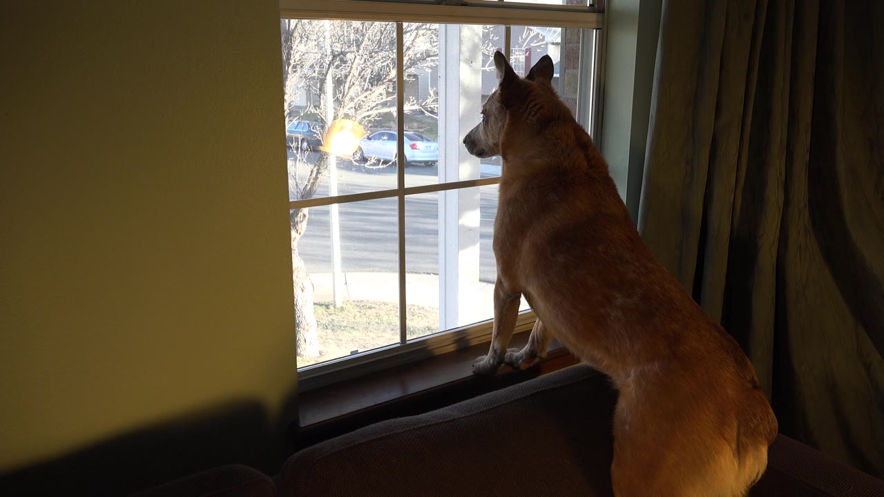The dog keeps its head turned toward the left side of the white window while daylight reveals parked cars and bare trees outside in Westminster, Colorado, with no visible people.