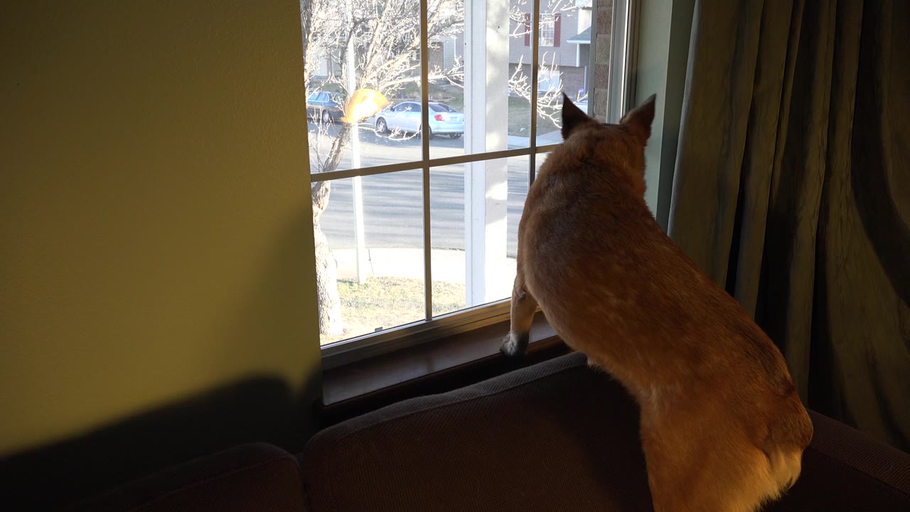 Brown dog leaning toward a window from inside a room.