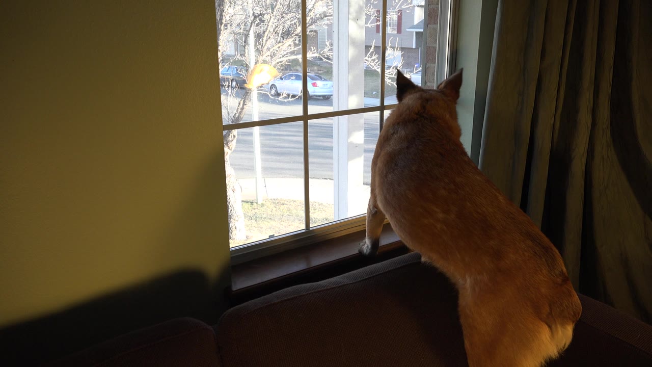 At 0:01, the dog remains close to the window, seen from behind against the bright outdoor street view in Westminster, Colorado, with no visible people.
