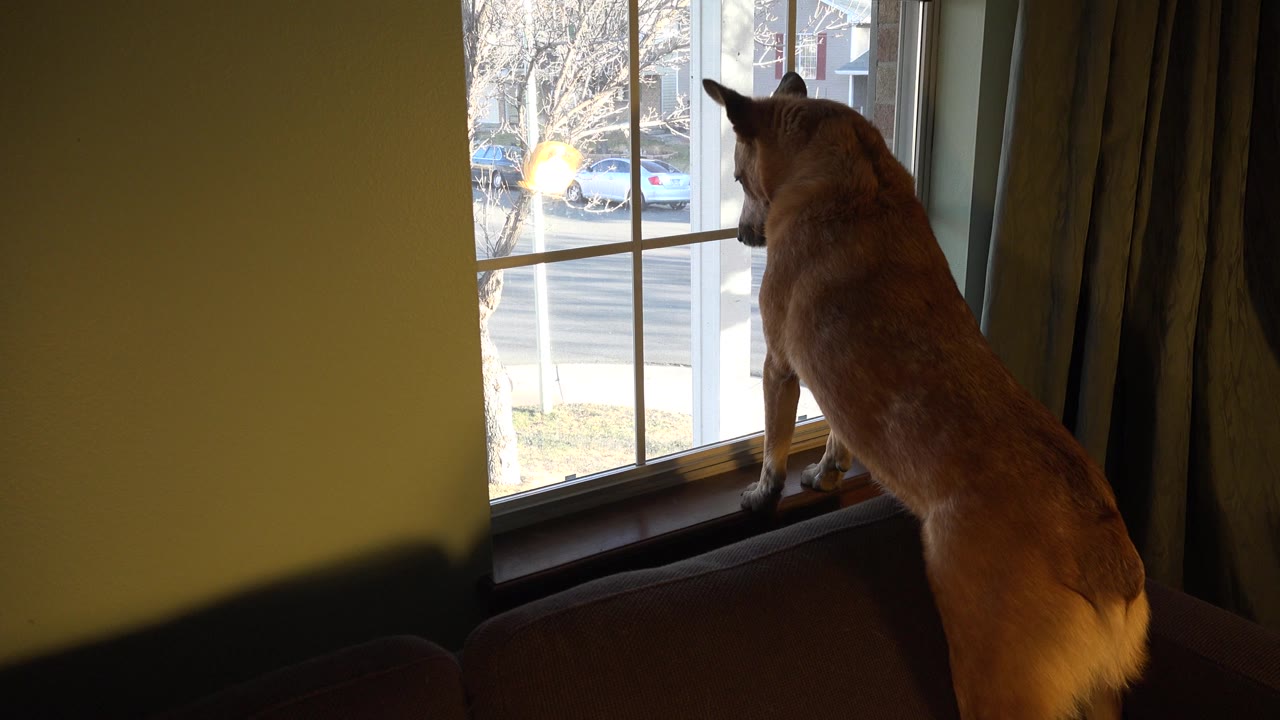 At 0:00, a brown dog stands with its front paws on a windowsill in Westminster, Colorado, looking through white window bars toward a bright street, with no visible people.