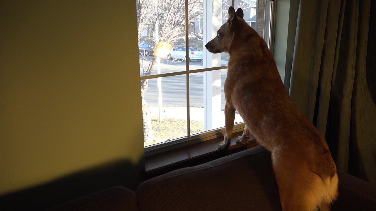 Brown dog turns slightly while standing at the window.