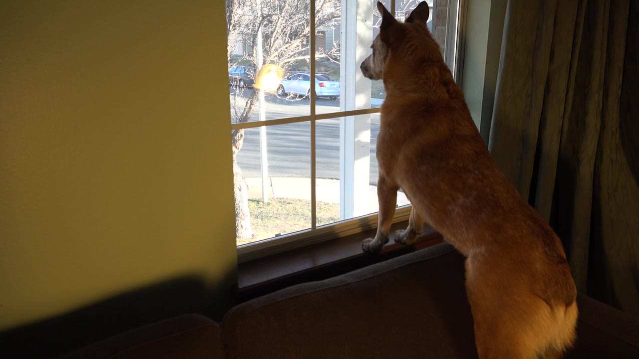 Tan dog standing at a window and looking outside.