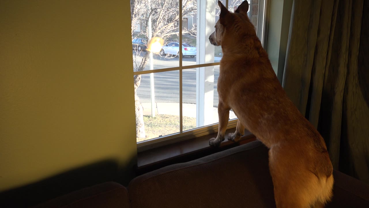 The dog remains braced at the window in the Westminster home, with its back and ears silhouetted against daylight and parked cars visible beyond the glass, with no visible people.
