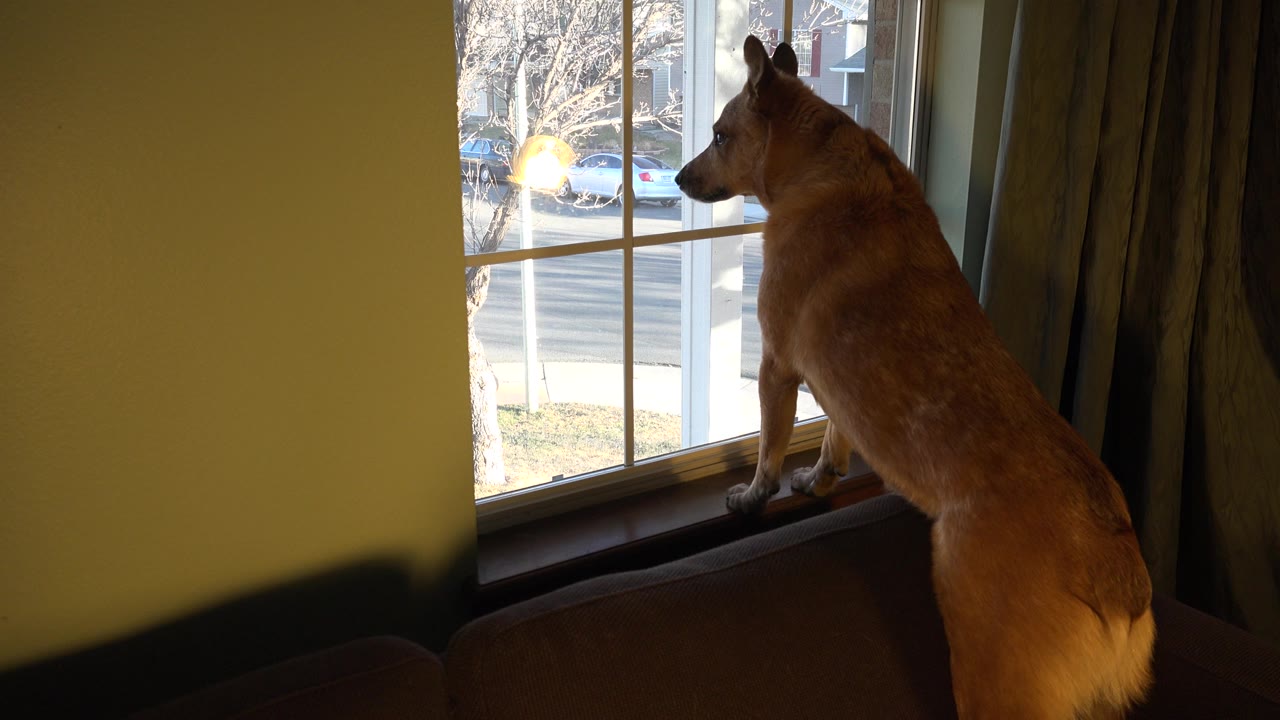 Brown dog standing at a window inside a home