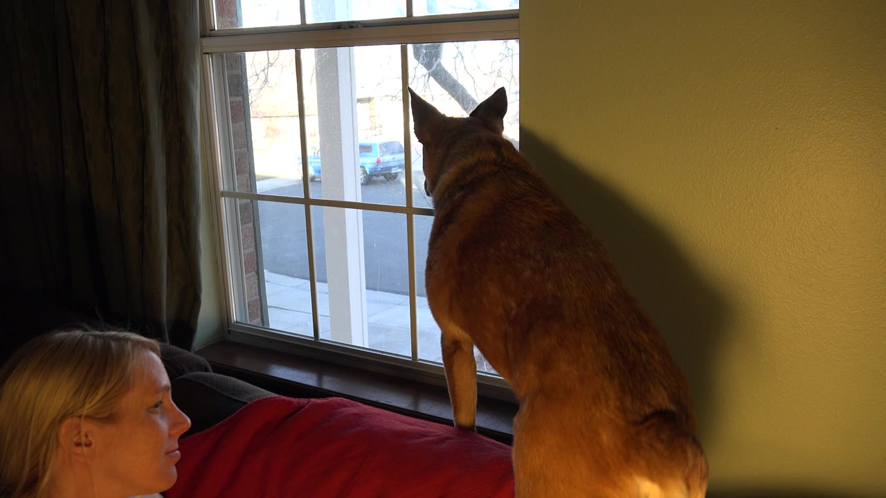 Brown dog looking out a window while a woman sits on a sofa