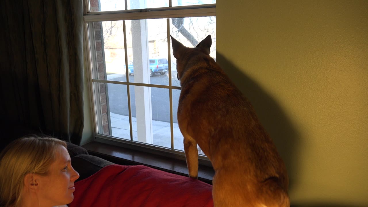 One second in, the dog remains upright at the window in the Westminster home interior, with the woman's face in profile near the lower-left corner.