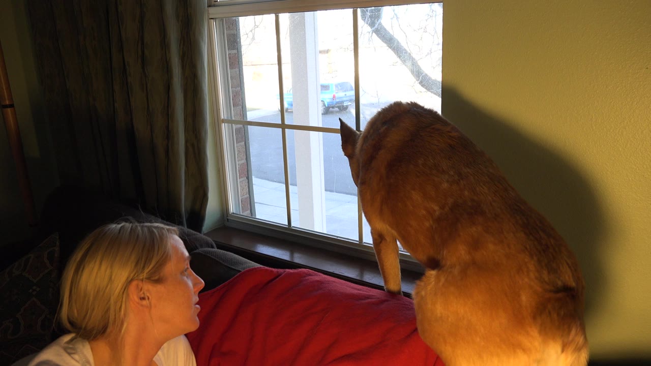At 0:00 in Westminster, Colorado, a tan dog stands on the back of a couch facing a window as a blonde woman is visible at the lower left.