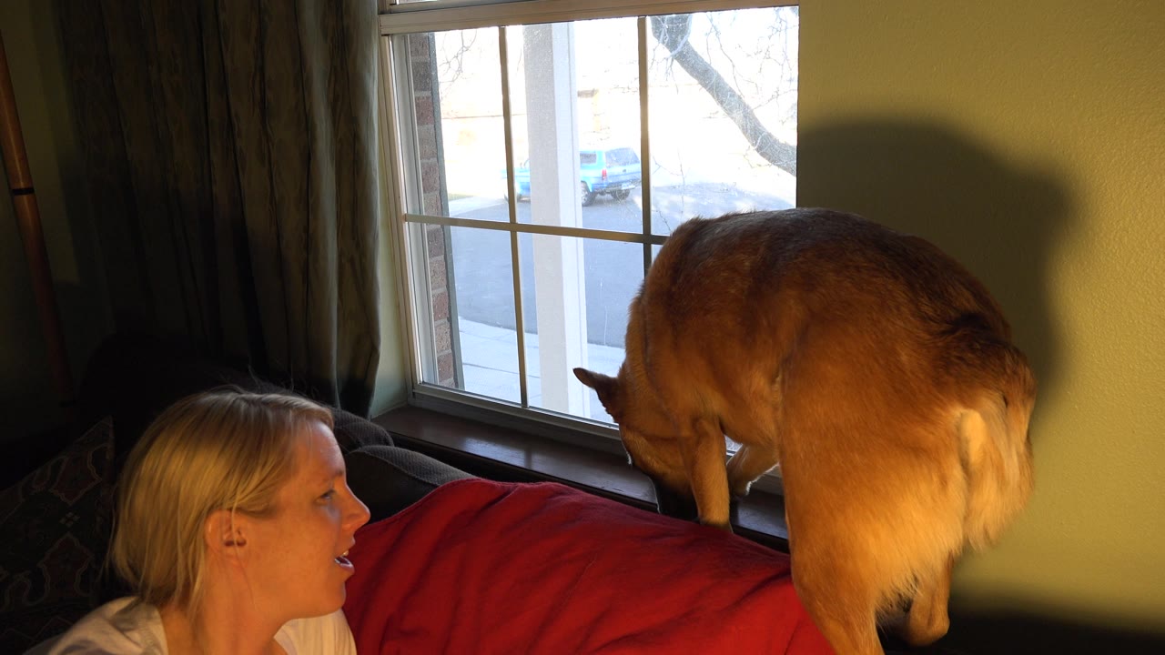 Dog shifting on the couch back near the window as the woman looks toward it.