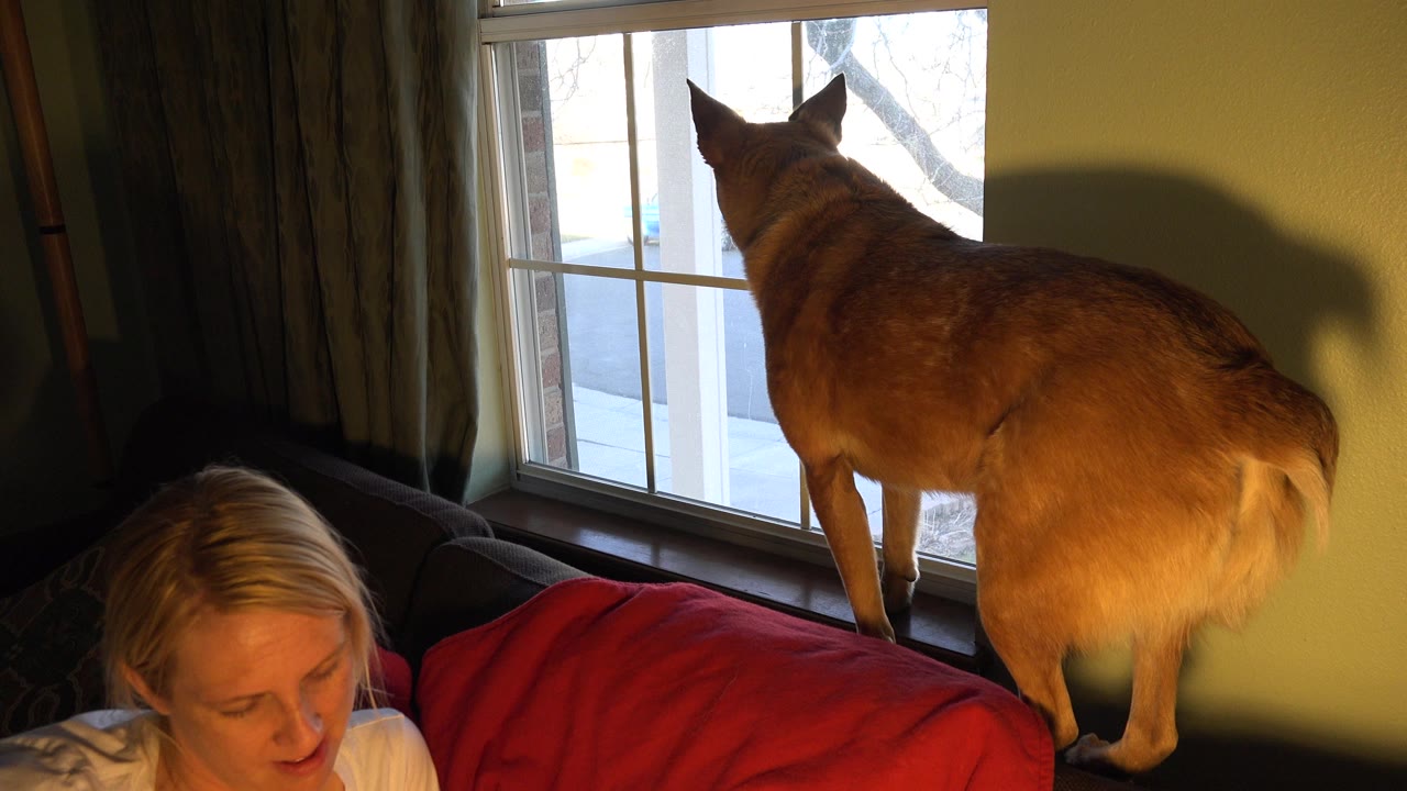 Dog standing on a sofa looking out a window while a blonde woman sits below frame.