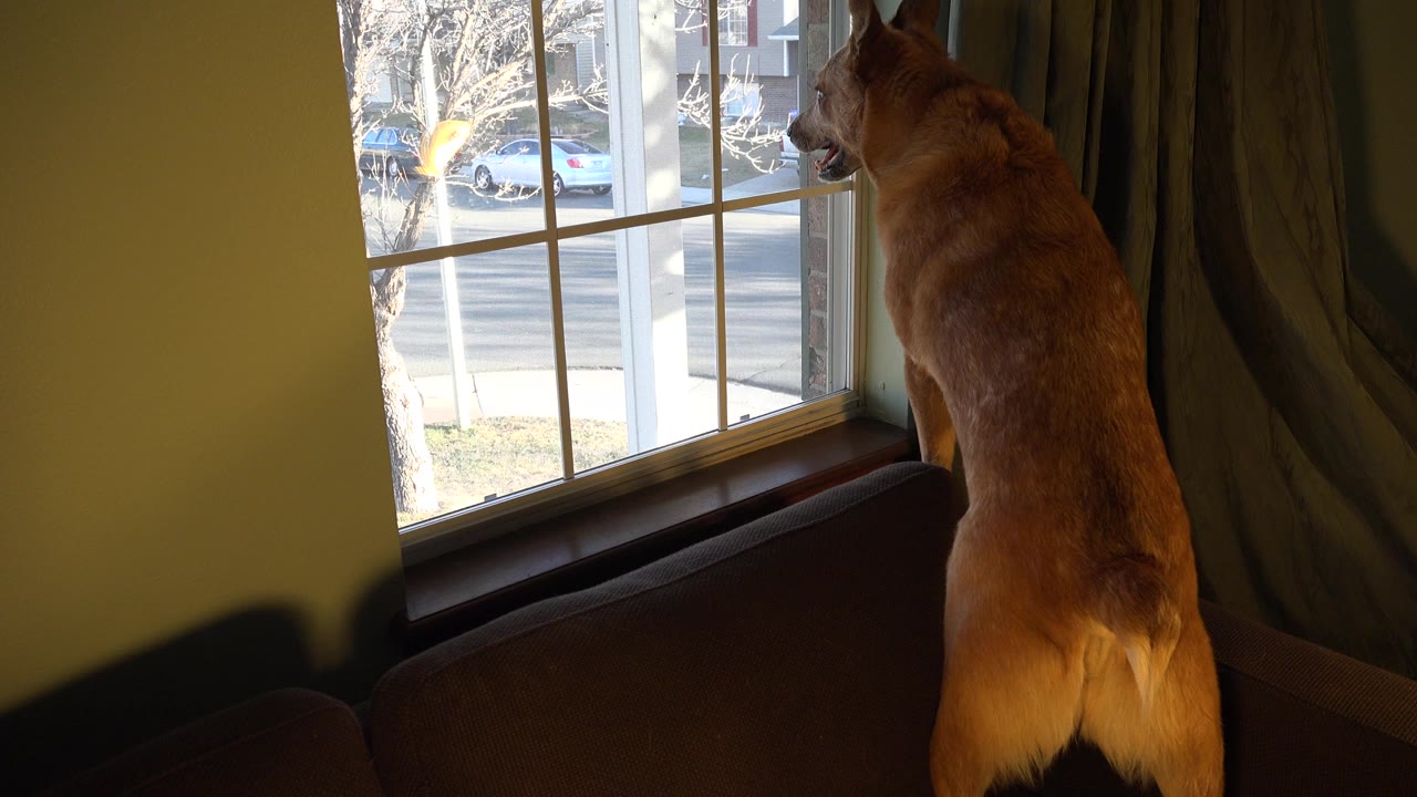 Brown dog standing on hind legs at an indoor window.